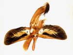Male genitalia; Madison County; Jim Petranka.