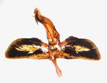Male genitalia; Montgomery County; Jim Petranka.