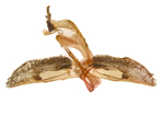 Male genitalia; Mitchell County; Jim Petranka.