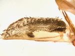 Male valve; Mitchell County; Jim Petranka.