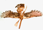 Male genitalia; Madison County; Jim Petranka.