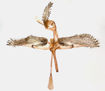 Male genitalia; Madison County; Jim Petranka.