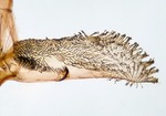 Male genitalia; Madison County; Jim Petranka.
