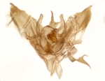 Male genitalia; Madison County; Jim Petranka.