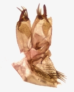 Male genitalia; Madison County; Jim Petranka. 