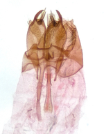 Male genitalia; Orange County; Jim Petranka.