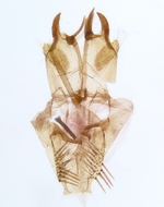 Male genitalia; Orange County; Jim Petranka.