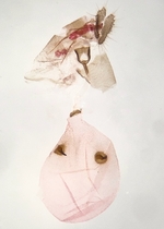 Female genitalia; Richmond County; Jim Petranka.