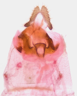 Female genitalia; Richmond County; Jim Petranka.