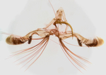 Male genitalia; Madison County; Jim Petranka.