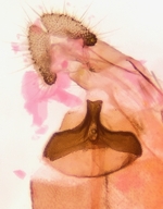 Female genitalia; Henderson County; Jim Petranka.