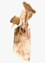 Female genitalia; Orange County; Jim Petranka.