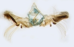 Male genitalia; North Carolina; J.B. Sullivan.