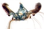 Male genitalia; Ashe County; J.B. Sullivan.