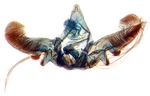 Male genitalia; Ashe County; J.B. Sullivan.