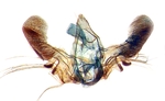 Male genitalia; Ashe County; J.B. Sullivan.
