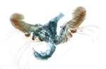 Male genitalia; North Carolina; J.B. Sullivan.