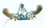 Male genitalia; North Carolina; J.B. Sullivan.