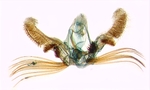 Male genitalia; North Carolina; J.B. Sullivan.