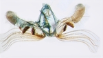 Male genitalia; Ashe County; J.B. Sullivan.
