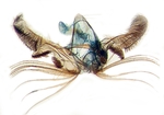 Male genitalia; Ashe County; J.B. Sullivan.