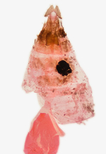 Female genitalia; Madison County; Jim Petranka. 