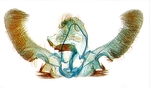 Male genitalia; North Carolina; J.B. Sullivan.