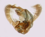 Male genitalia; North Carolina; J.B. Sullivan.