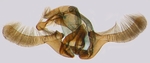 Male genitalia; North Carolina; J.B. Sullivan.