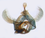 Male genitalia; North Carolina; J.B. Sullivan.