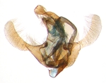 Male genitalia; North Carolina; J.B. Sullivan.