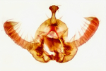 Male genitalia; Richmond County; Jim Petranka.