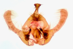 Male genitalia; Richmond County; Jim Petranka.