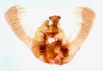 Male genitalia; Richmond County; Jim Petranka.