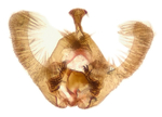 Male genitalia; Madison County; Jim Petranka. 