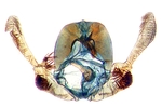Male genitalia; Ashe County; J.B. Sullivan.