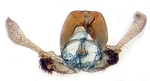 Male genitalia; Wilkes County; J.B. Sullivan.
