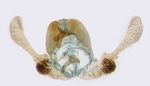 Male genitalia; North Carolina; J.B. Sullivan.