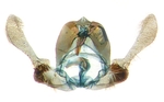 Male genitalia; North Carolina; J.B. Sullivan.