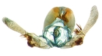 Male genitalia; North Carolina; J.B. Sullivan.