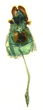 Female genitalia; North Carolina; J.B. Sullivan.