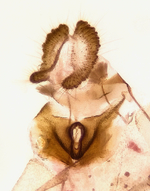 Female genitalia; Mitchell County; Jim Petranka.
