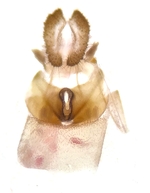 Female genitalia; Henderson County; Jim Petranka. 