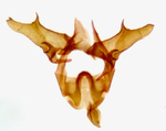Male genitalia; Chatham County; Jim Petranka.