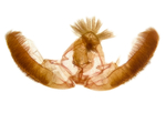 Male genitalia; Madison County; Jim Petranka.