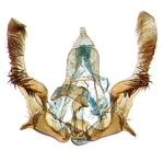 Male genitalia; North Carolina; J.B. Sullivan.