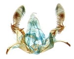 Male genitalia; North Carolina; J.B. Sullivan.