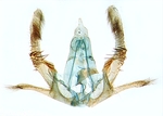Male genitalia; North Carolina; J.B. Sullivan.