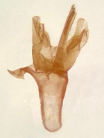 Male genitalia; Orange County; Jim Petranka.