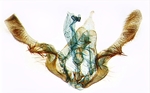 Male genitalia; North Carolina; J.B. Sullivan.